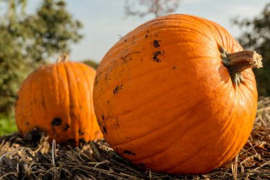Ekim ayında doğada hasat edilen iki balkabağı.