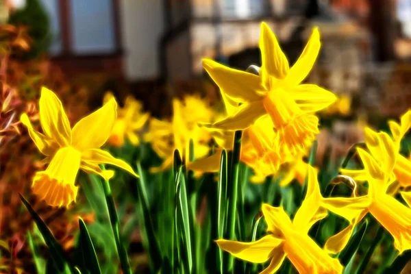 Цветущие Желтые Нарциссы Перед Жилым Домом Неоновом Стиле Весной — стоковое фото