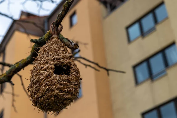 Τεχνητή Φωλιά Πουλιών Ένα Δέντρο Μπροστά Από Ένα Σπίτι Εικόνα Αρχείου