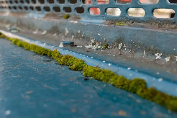 苔が生い茂る塗装済みの金属製の床で — ストック写真