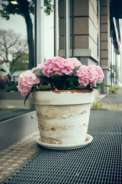 Ein Blumentopfschmuck Vor Einem Schaufenster Der Stadt Deutschland — Stockfoto