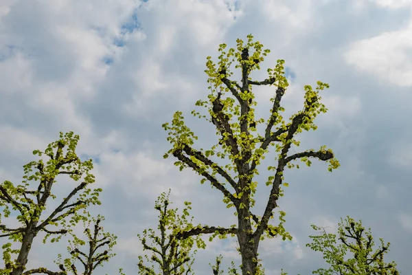 Голые Деревья Зелеными Листьями Ветвях Городского Парка — стоковое фото