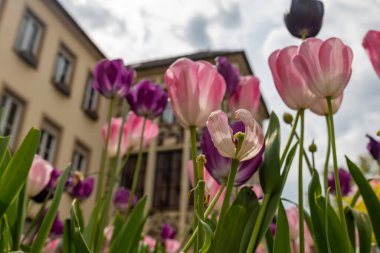 Aşağıdan mavi gökyüzüne kadar manzaralı bir lale.