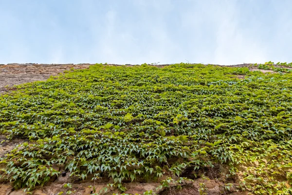 Una Pared Piedra Cubierta Plantas Trepadoras — Foto de Stock