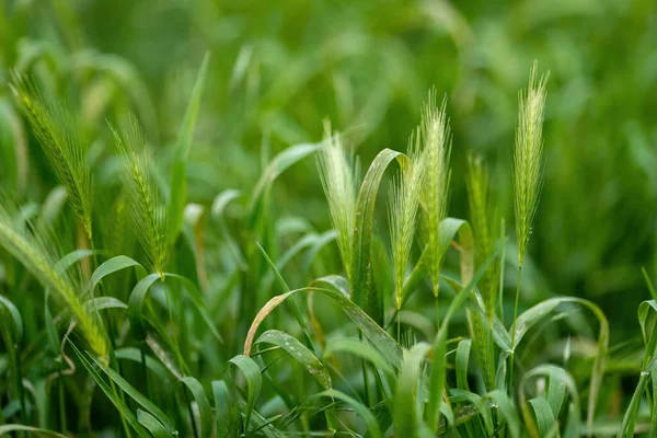春になると緑の新鮮な草が — ストック写真