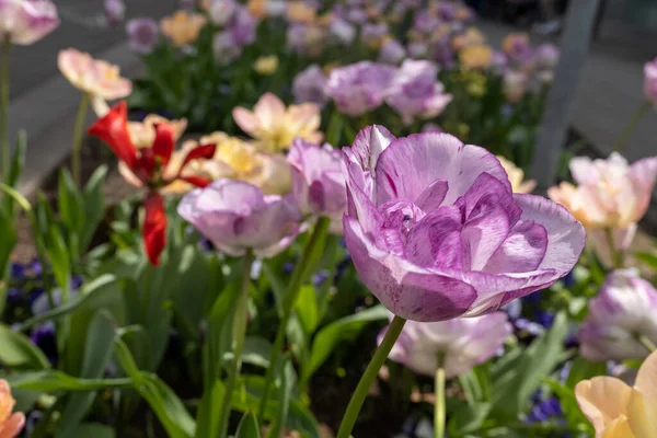 Primavera Fioritura Tulipano Giardino Viola Fuoco Selettivo — Foto Stock