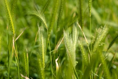 İlkbaharda yeşil taze çimenler seçici odak noktasında kapanıyor