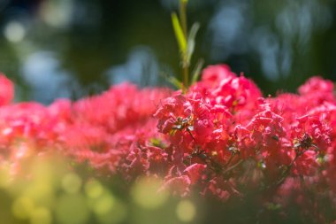 İlkbaharda bir şehir parkında seçici bir odak noktasında açelya açar.