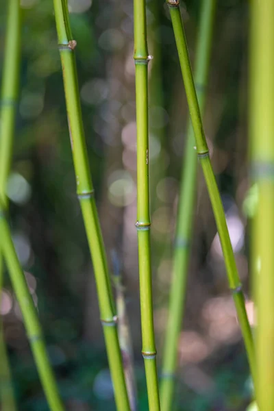 Бамбуковый Куст Закрывающийся Весной — стоковое фото