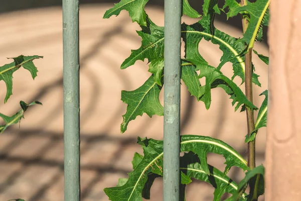 Зеленые Листья Одуванчика Между Барами Летом — стоковое фото