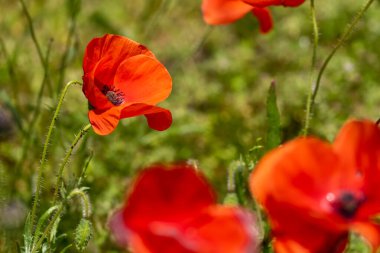 Baharda çayırda açan kırmızı bir gelincik.