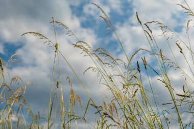 Yazın aşağıdan gökyüzüne bakan çimen yaprakları