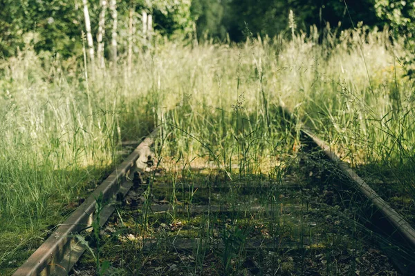 Overgrown Railroad Track Summer Sunshine — Stock Photo, Image