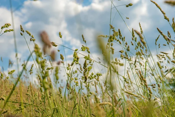 夏は下から空を見下ろす草の刃 — ストック写真
