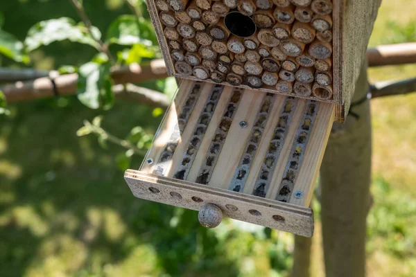 Hôtel Insectes Avec Des Larves Des Œufs Dans Jardin — Photo