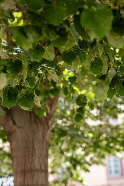Yazın Yeşil Yapraklı Bir Ihlamur Ağacı — Stok fotoğraf