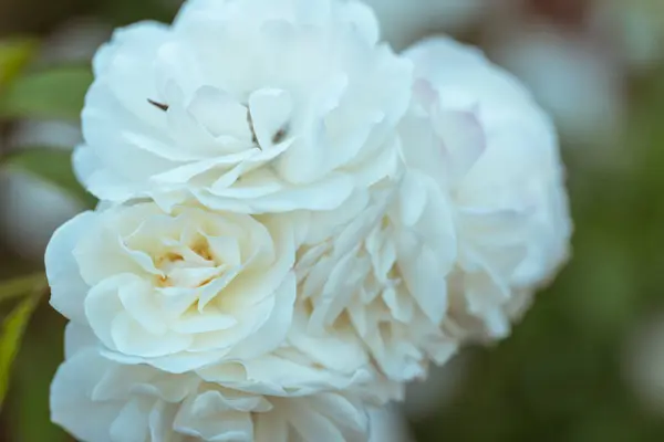 Witte Bloeiende Rozen Een Tuin Zomer — Stockfoto