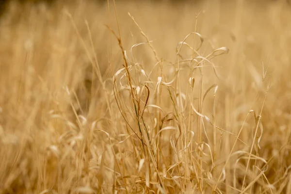 選択的な焦点で夏の茶色の草 — ストック写真