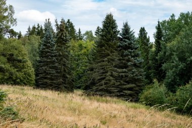 Yazın gökyüzü olan orman manzarası