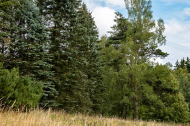 Yazın gökyüzü olan orman manzarası