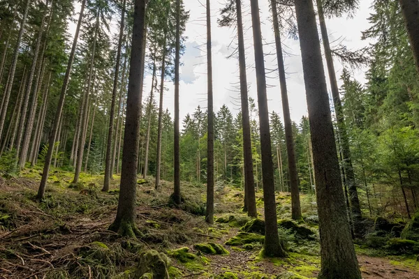 Sebuah Hutan Jarum Idyllic Germany Musim Panas — Stok Foto