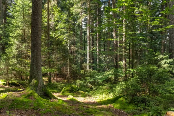 Сонячне Світло Хвойному Лісі Німеччині Ліцензійні Стокові Зображення