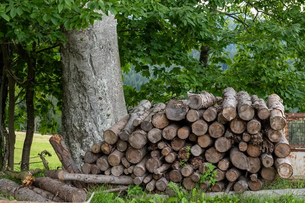 Pieux Bois Dans Industrie Forestière Dans Forêt Allemagne — Photo