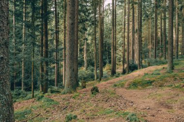 Almanya 'da kozalaklı bir ormanda.