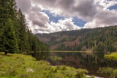 Almanya 'da kozalaklı bir ormanın üzerinde insansız hava aracı görüntüsü