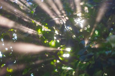 Güneş ışığı Amerika 'daki sık yapraklı ormanlarda parıldıyor