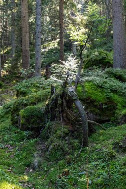 Yazın ormanda büyük bir ağaç kökü.