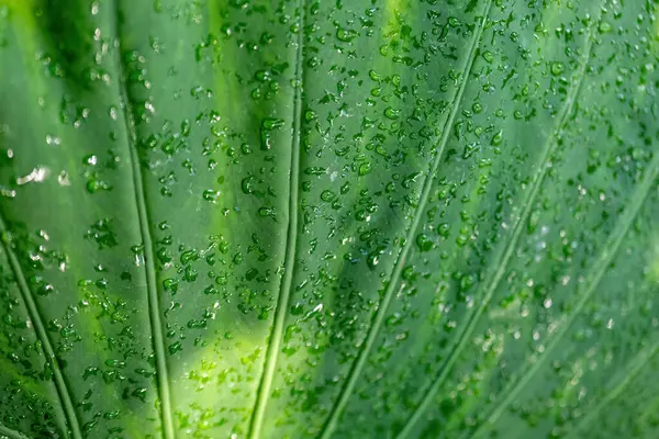 Большой Тропический Лист Капельками Воды Селективном Фокусе — стоковое фото