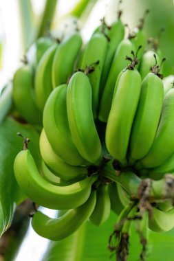 Ağaçta yeşil muzlar, aşağıdan manzaralı.