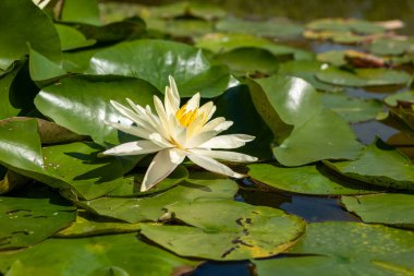 Gölette tek bir nilüfer çiçeği