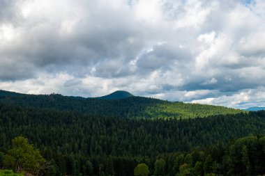 Almanya 'da kozalaklı bir orman manzarası
