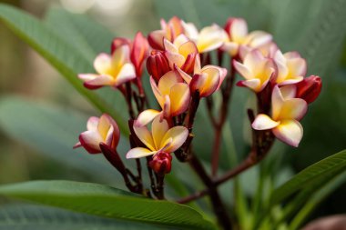 Seçici odak noktasında çok renkli güzel bir frangipani.