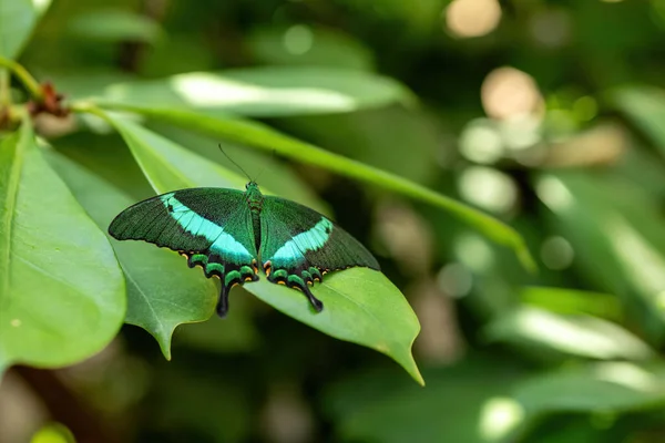 Una Meravigliosa Farfalla Singola Tropici Una Foglia — Foto Stock
