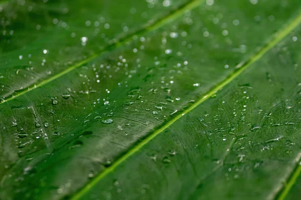 Una Gran Hoja Tropical Con Gotas Agua Foco Selectivo — Foto de Stock