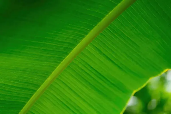 Большой Зеленый Тропический Лист Селективном Фокусе — стоковое фото