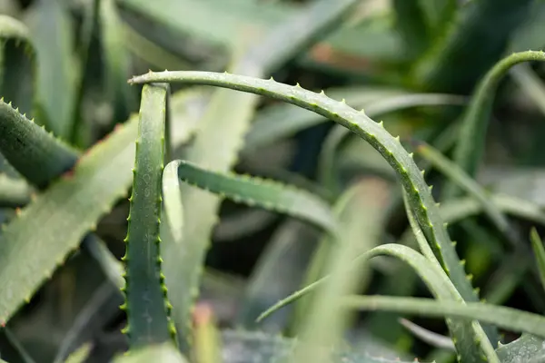 Zielony Kaktusy Liście Bliska Lecie — Zdjęcie stockowe