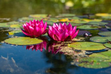 Güzel çiçekli nilüferler yazın gölette