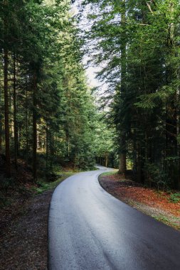 Almanya 'da yazın kozalaklı bir ormanın içinden geçen patika.
