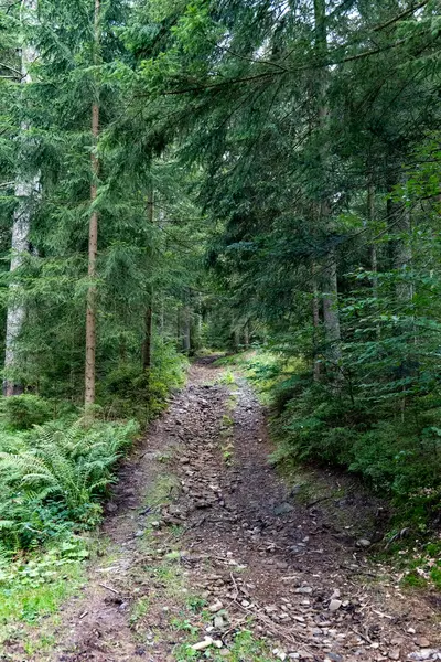 ドイツの複雑な森林に建設された森林道です — ストック写真