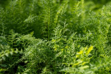 yeşil şifalı bitkiler yazın seçici bir odak noktasında çayırda