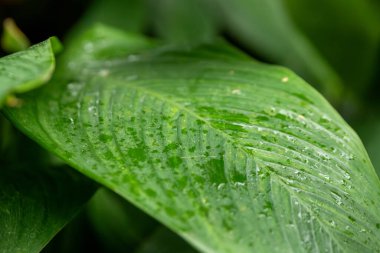 Seçici odak noktasında su damlaları olan büyük bir tropikal yaprak