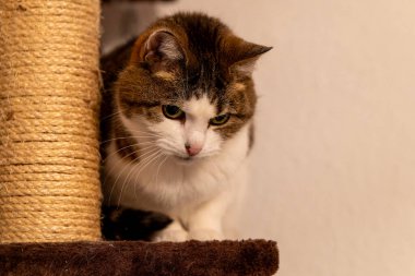 Sevimli bir kedi tırmalama direğinde oturuyor.