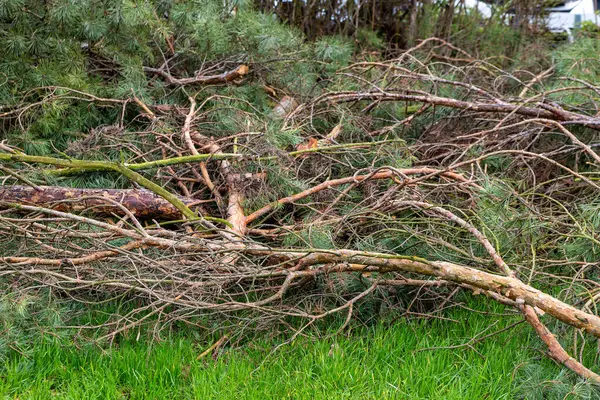 a fallen tree with branches after a storm in the forest