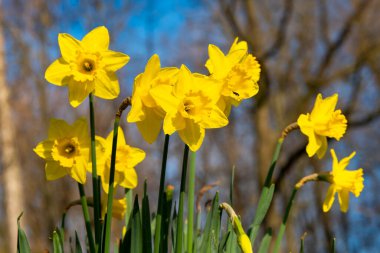 İlkbaharda açan sarı nergis seçici odak noktasında.