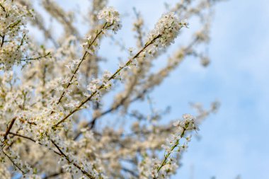 İlkbaharda, aşağıdan mavi gökyüzüne bakan beyaz kiraz çiçekleri.