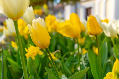 Baharda sarı ve beyaz lale tarlası